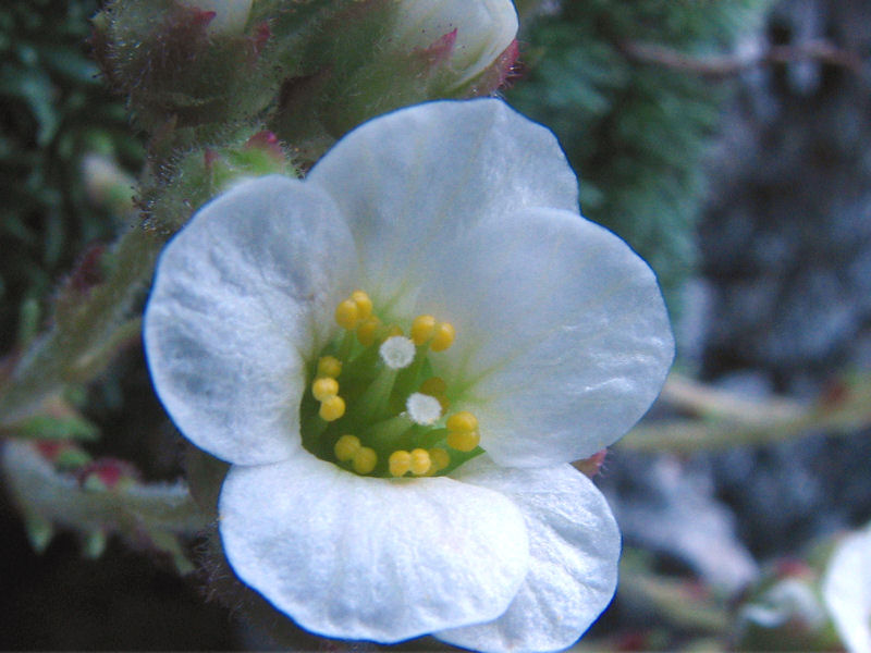Saxifraga Vandelli 2
