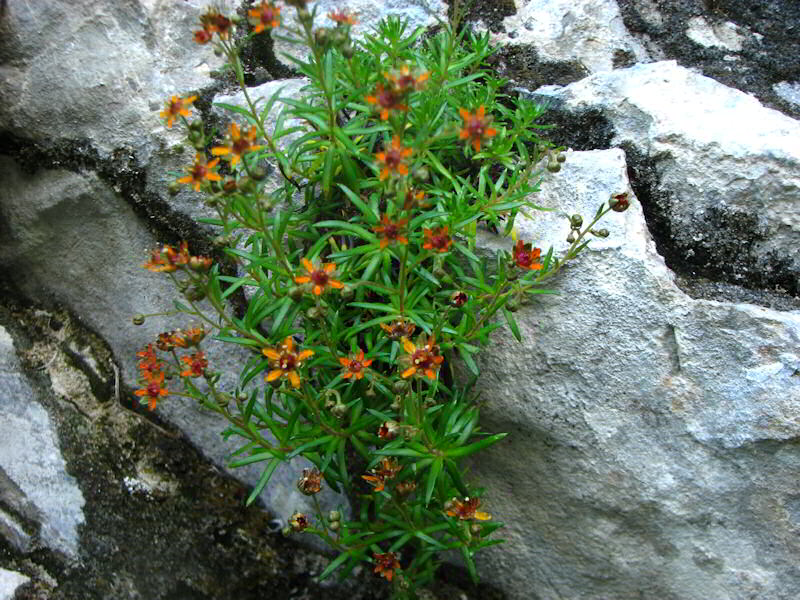 Saxifraga aizoides