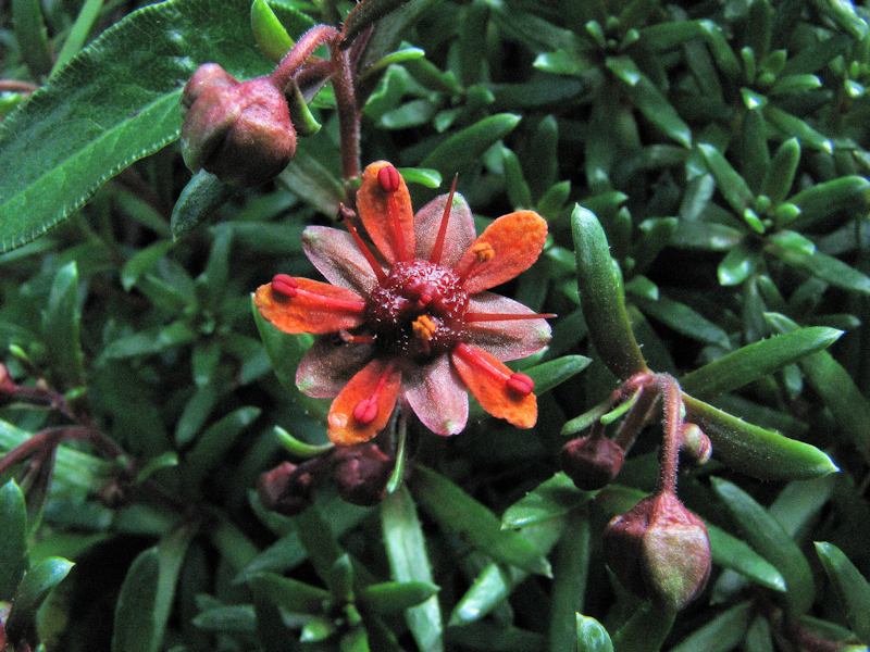 Saxifraga aizoides 2