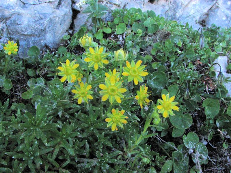 Saxifraga aizoides 3