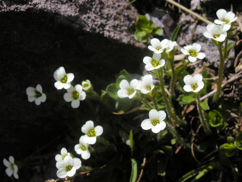 Saxifraga androsacea