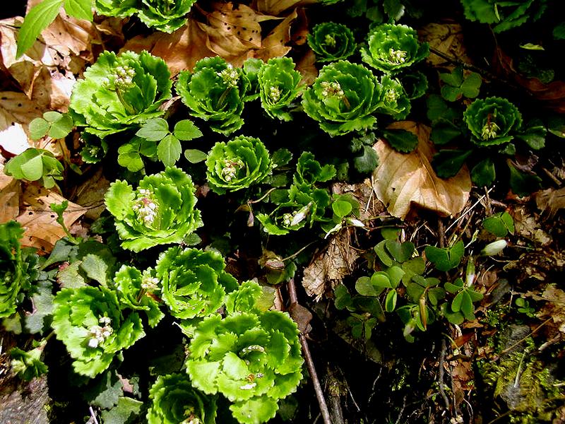Saxifraga cuneifolia