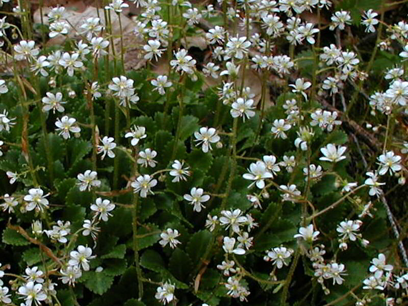 Saxifraga cuneifolia 2
