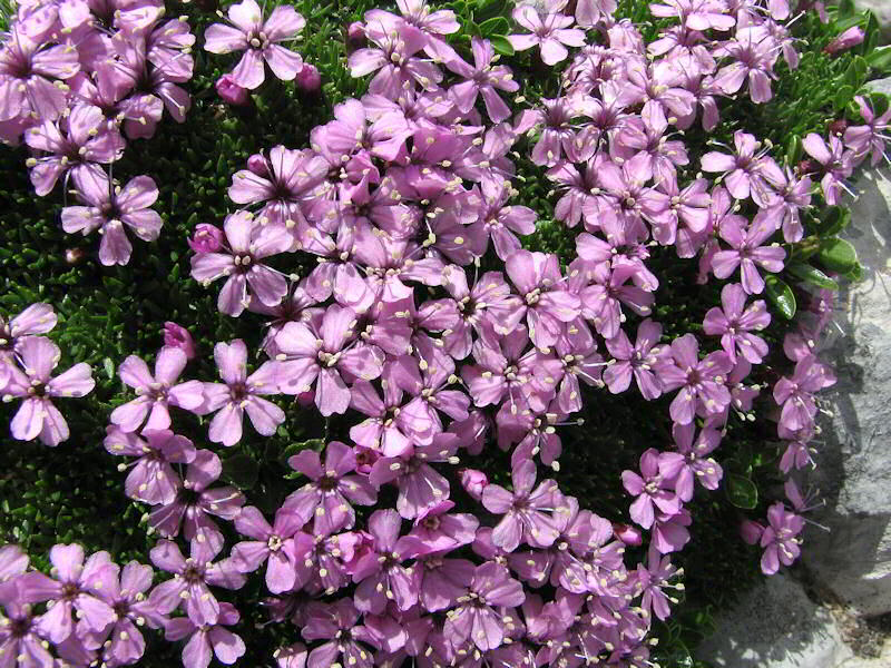 Silene Acaulis