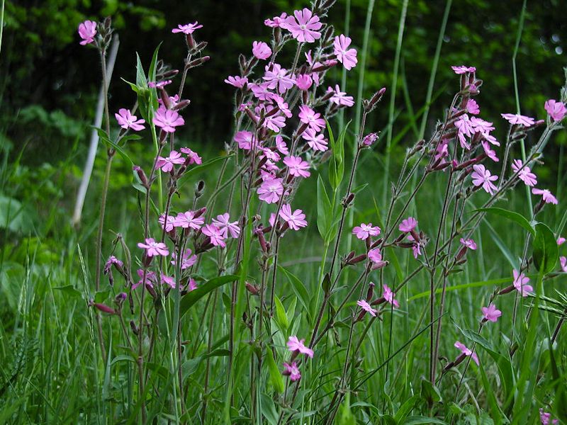 Silene Dioica