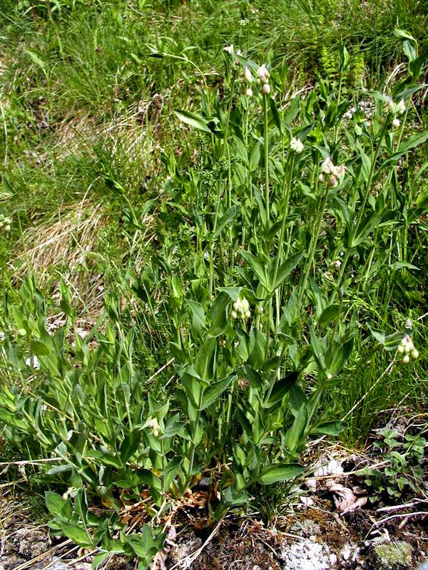 Silene ulgaris
