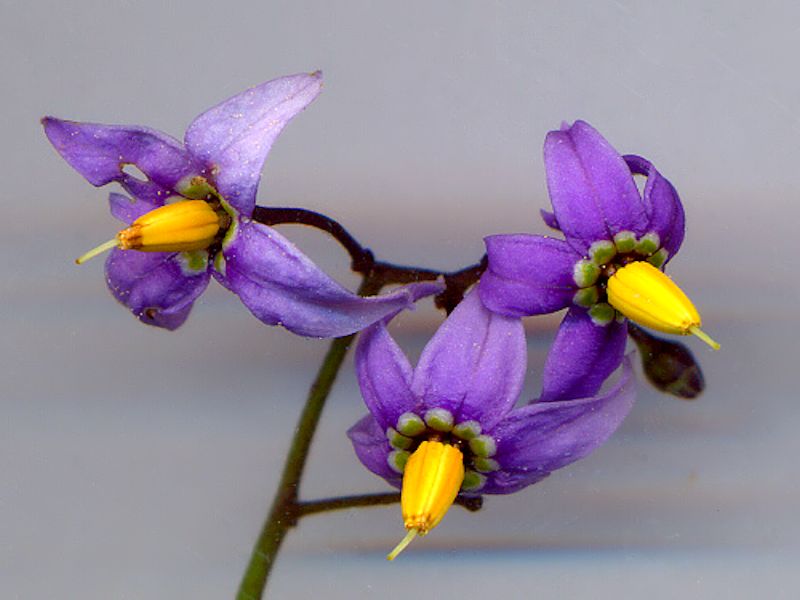 Solanum Dulcamara