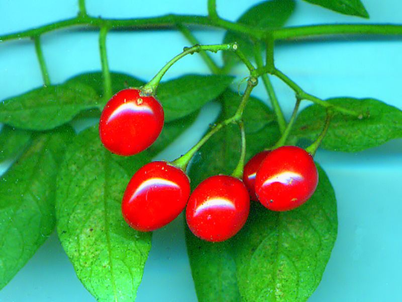 Solanum Dulcamara 2