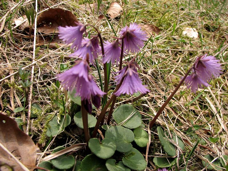 Soldanella  Alpina