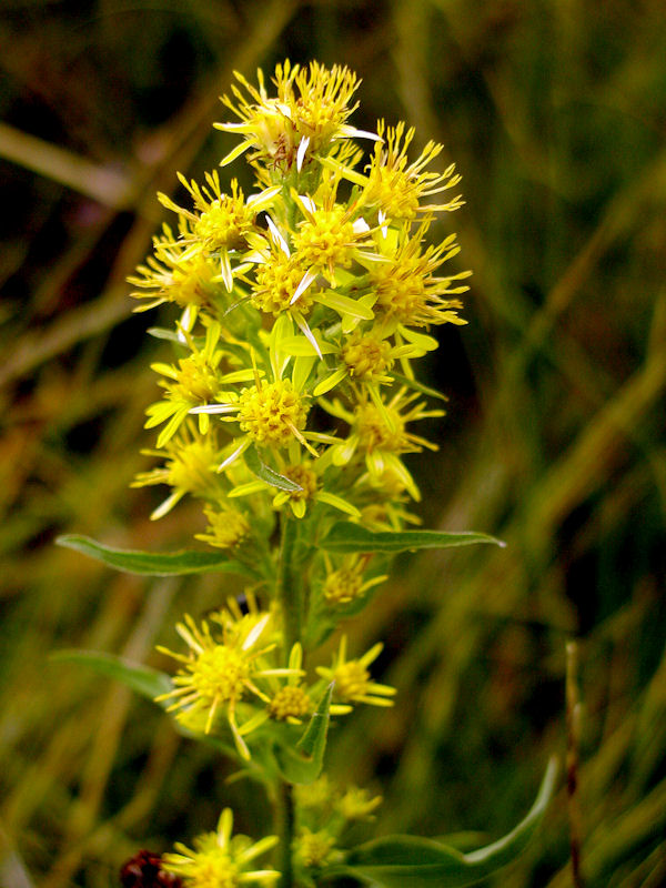 Solidago Virgaurea