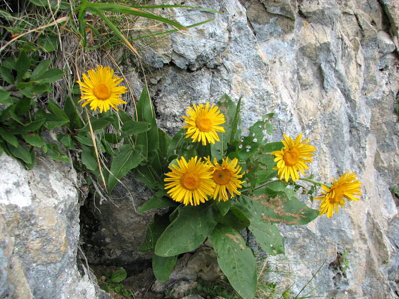 Telekia Speciosissima