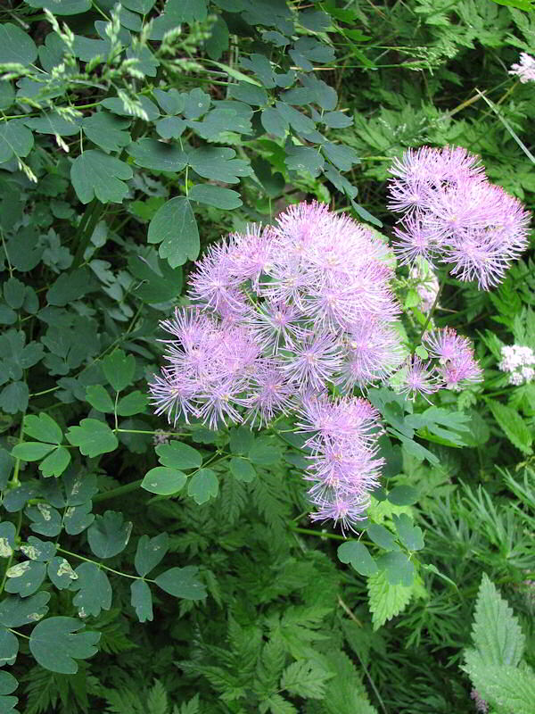 Thalictrum Aquilegiifolium