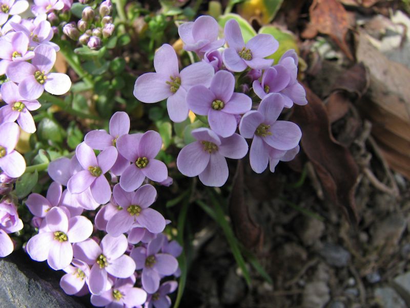 Thlaspi Rotundifolium