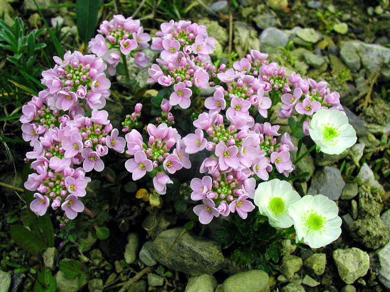 Thlaspi Rotundifolium 2
