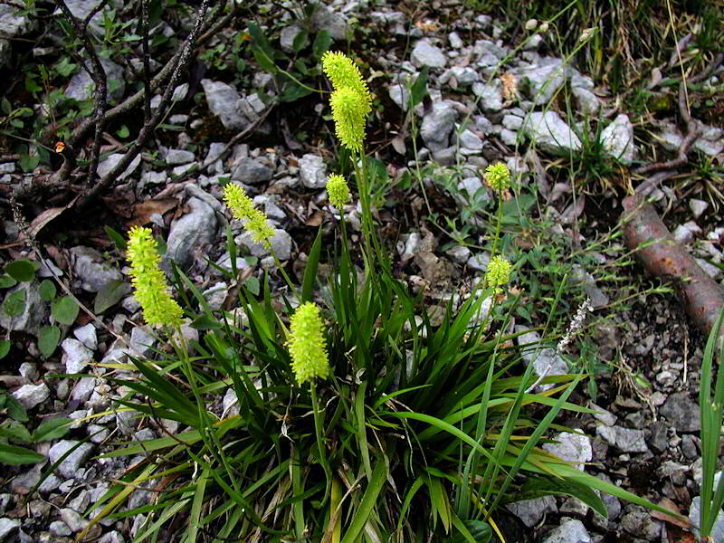 Tofieldia Calyculata