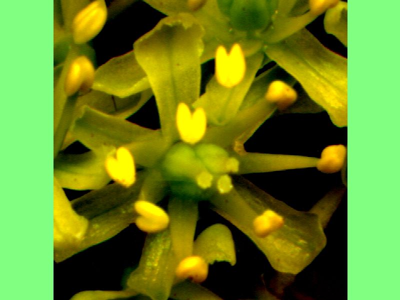 Tofieldia Calyculata 2