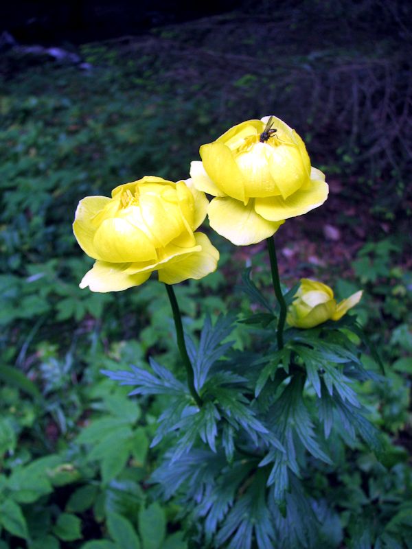 Trollius europaeus