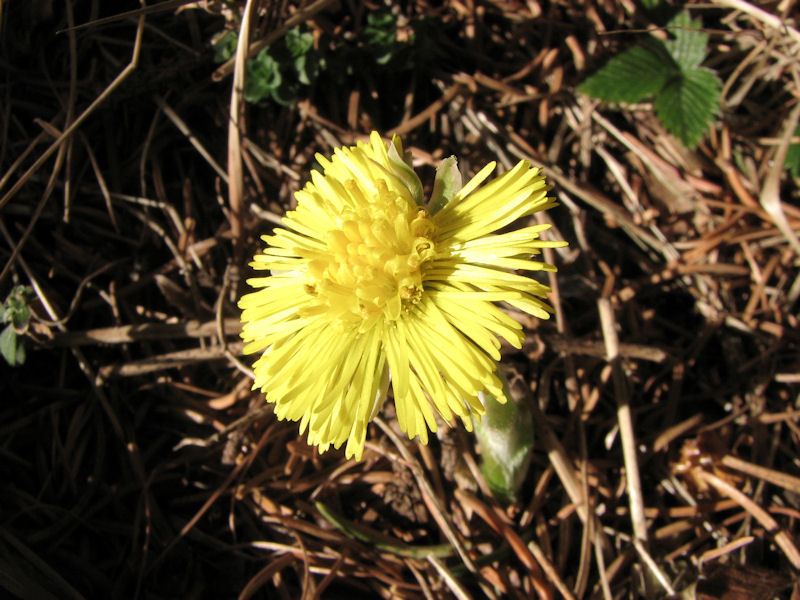 Tussilago farfara