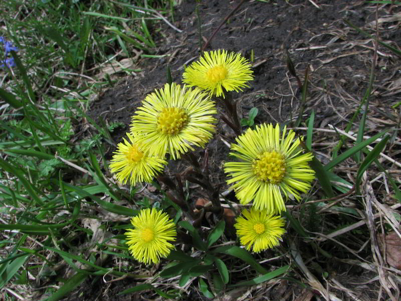 Tussilago farfara 2