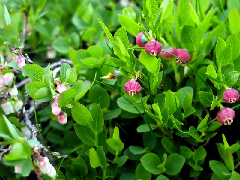 Vaccinium Myrtillus