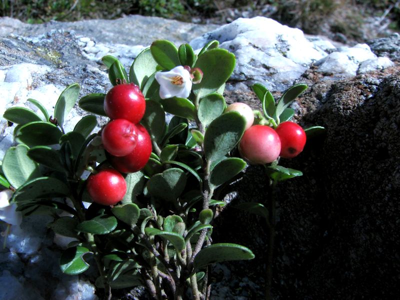 Vaccinium Vitis Idaea