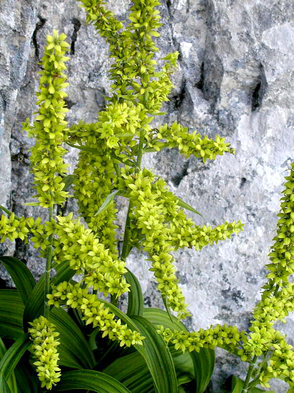 Veratum Album