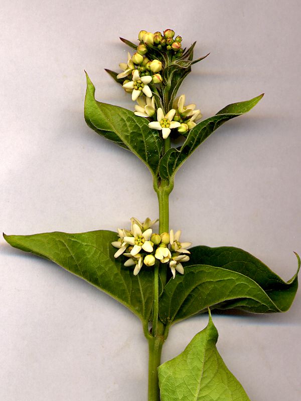 Vincetoxicum Officinale