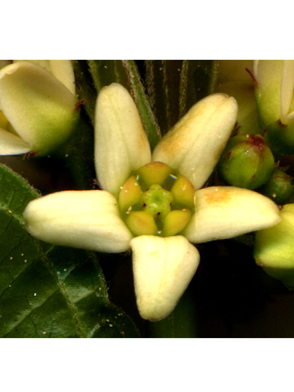 Vincetoxicum Officinale 2