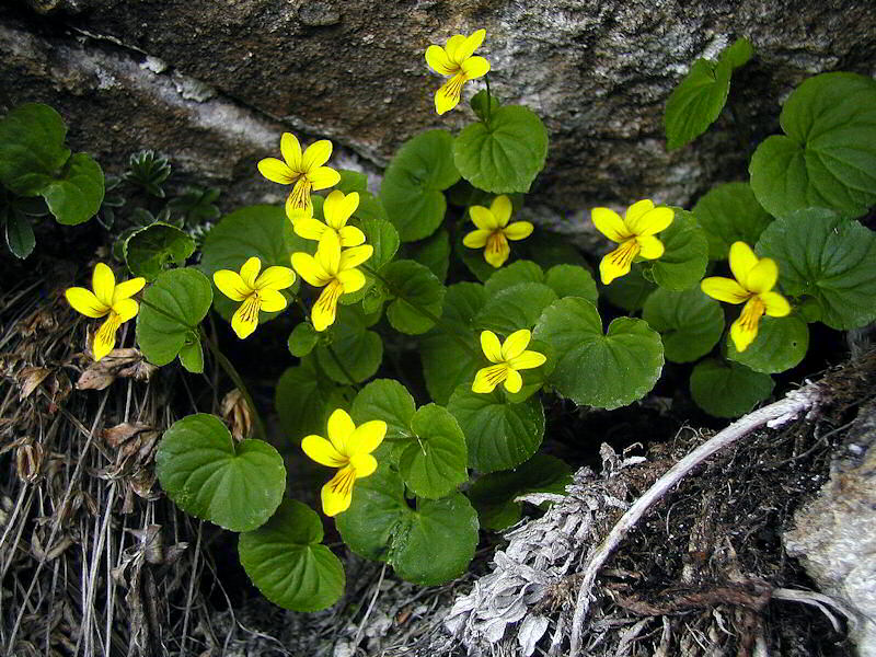 Viola Biflora