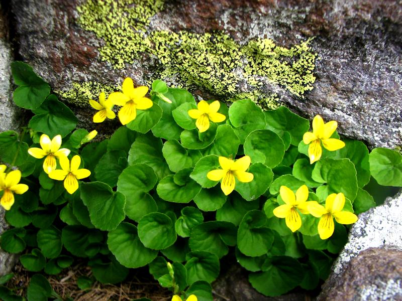 Viola Biflora 2