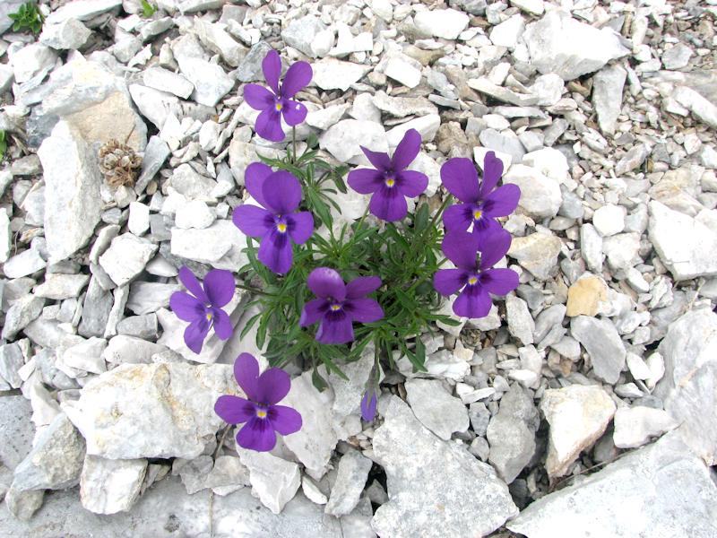 Viola Dubyana
