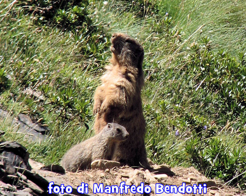marmotta marmottino